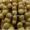 C.pell.pardi (Ex de Boer) - Seed